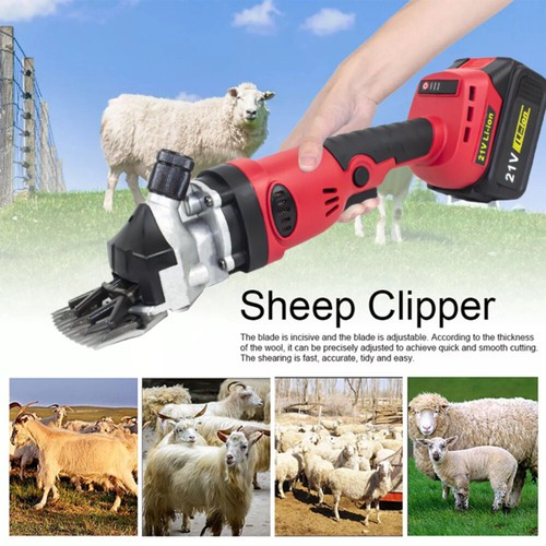Cordless sheep cattle - sheep, alpaca