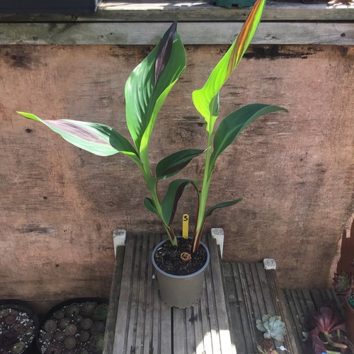 Canna tropicana garden plant - canna,