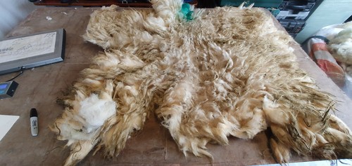 Raw sheep fleece - sheep,