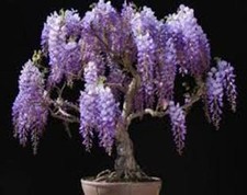 6 x Chinese Wisteria tree seeds. Tree seeds that can be used for bonsai.,..