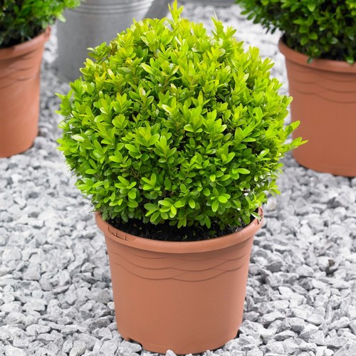 Buxus ball 20cm - ball,
