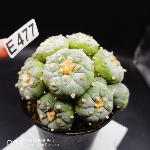 E476 copiapoa - -----,