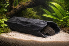 Black Bristlenose Pleco