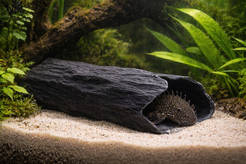 Black bristlenose pleco - bristlenose,