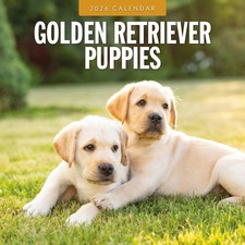 Golden Retriever Puppies 2026