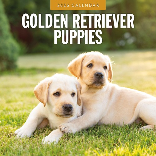 Golden retriever puppies 2026 - golden,