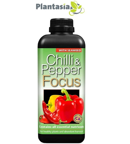 Chilli pepper focus - chilli,