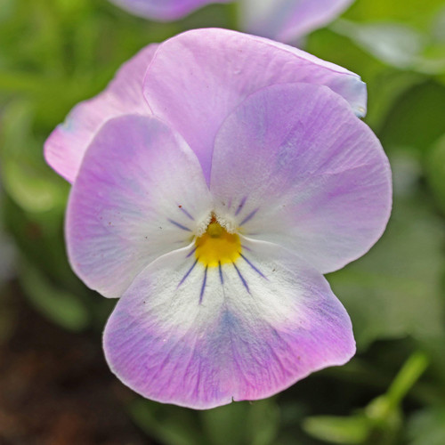 Viola pink face hardy - pink,