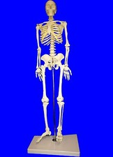 NEW Professional Human Skeleton Model, Half Nature Size(85cm),Medical Anatomical