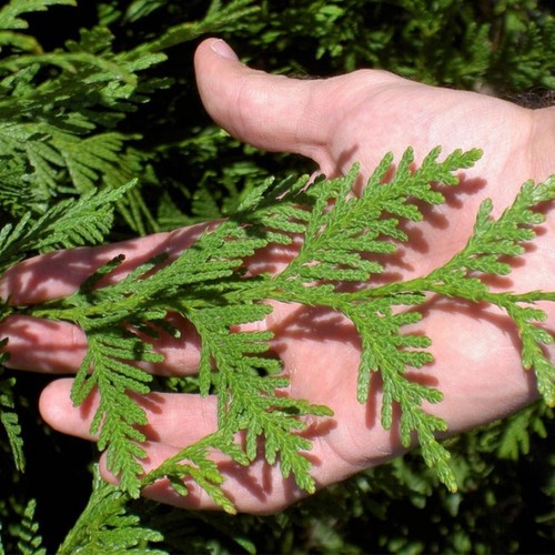 Tall potted thuja green - thuja,