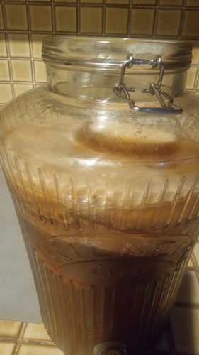 Live kombucha scoby starter - scoby,