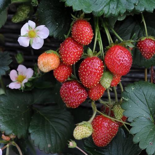 Strawberry roman pink - pink, flowers