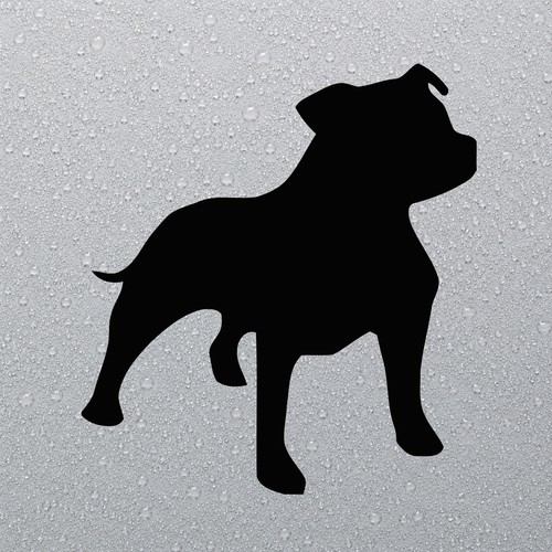 Staffy staffordshire bull - staffordshire,
