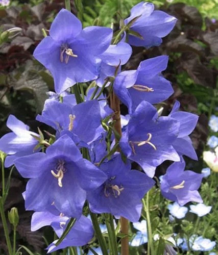 Campanula medium blue - campanula,