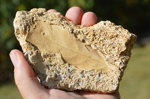 Amazing rare fossil - ,