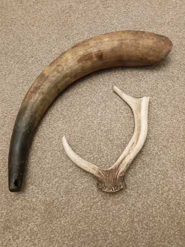 Vintage horns cow deer - vintage,