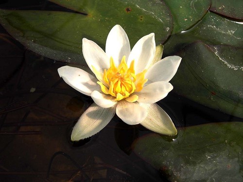 Pygmaea alba water - pygmaea,
