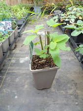 Salvia Leucantha x Chiapensis