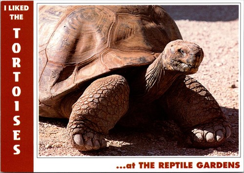 South dakota giant tortoises - dakota,