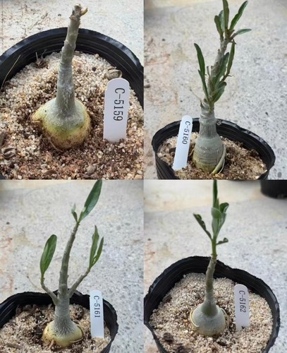 Sale rare plant - rare, cacti