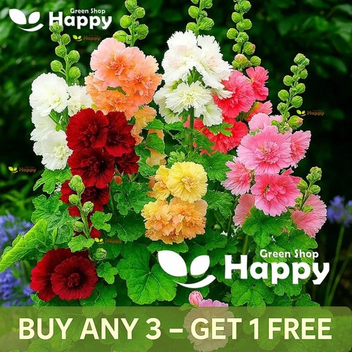 Dwarf hollyhock majorette - dwarf,