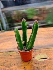 Stapelia Leendertziae | The