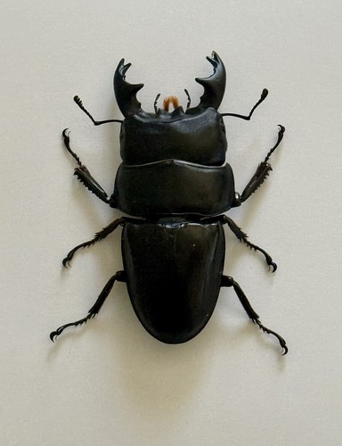 Framed stag beetle dorcus - framed,