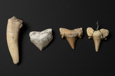 4 Rare High-Quality Shark