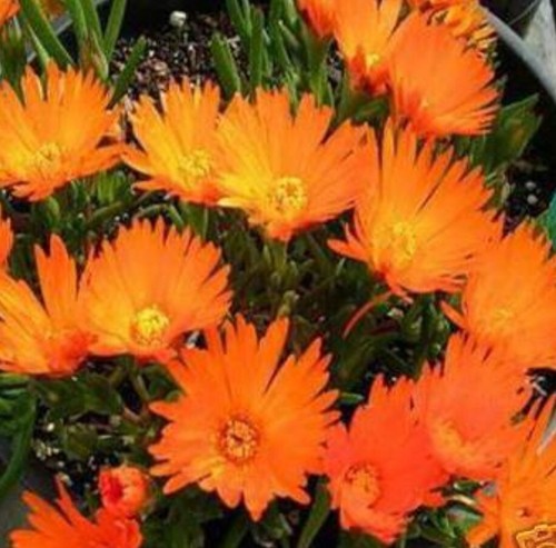 Lampranthus plug plants - plug,