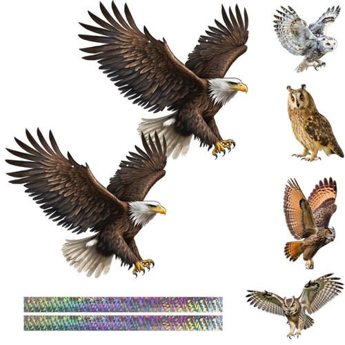 Hawk bird scarers pigeon - hawk,