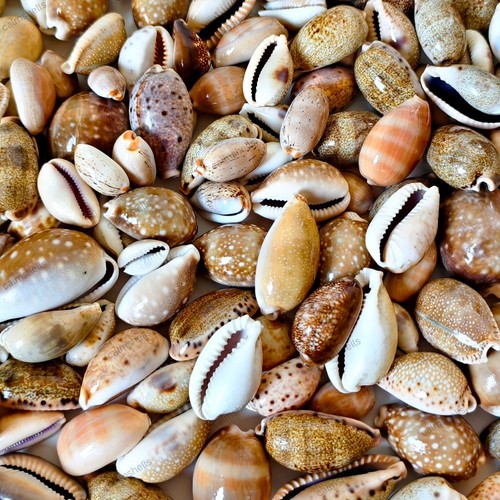 Mixed cowrie shells natural - mixed,