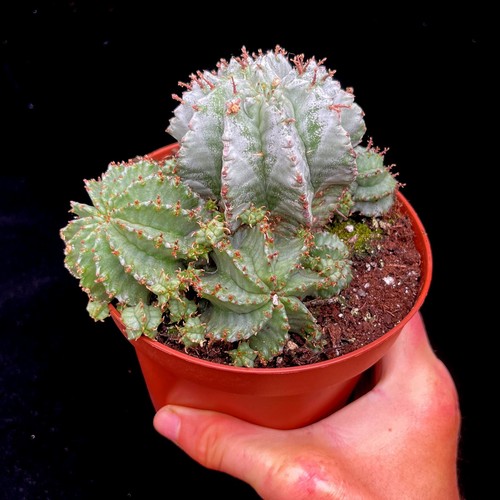 Large euphorbia horrida - euphorbia,