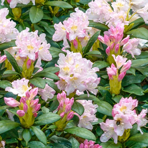 Rhododendron percy wiseman - rhododendron,