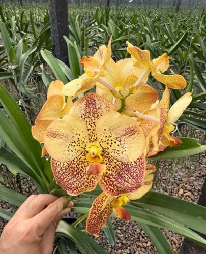 Rare vanda sanchai - rare,