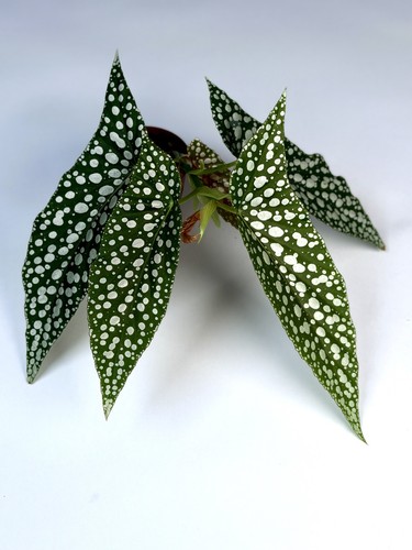 Begonia white ice - begonia, 'white