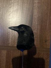 Taxidermy Magpie Head
