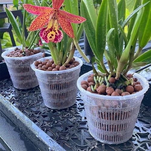 Clear orchid pots - pots(10, pcs)