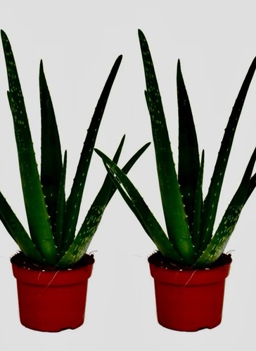 Fresh live aloe vera - fresh,