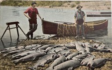 A Days Catch Fishing Row Boat 1923