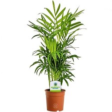 Parlour Palm Established