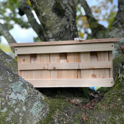 Sparrow nest box house - sparrow, colony
