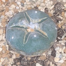 Collector’s Cactus, Potted (3cm) Rare, Slow Growing Succulent/Ariocarpus