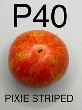 seed / seed tomato DWARF / DWARF cocktail size variety PIXIE STRIPED