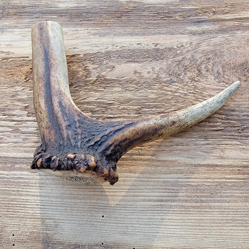 Red deer antler dog - deer, antler/dog