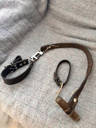 Slip lead greyhound - greyhound, whippet