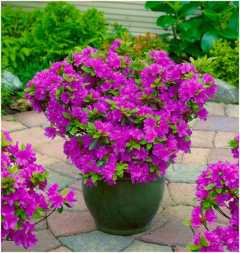 Dwarf japanese azalea japonica - japanese,