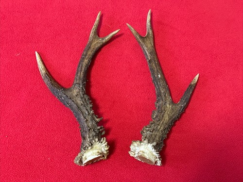 Pair roe deer antlers - deer,