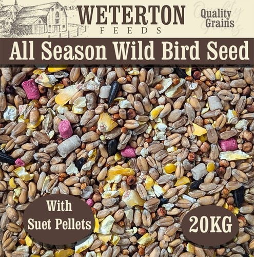 Wild bird seed - bird, “all