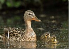 Doodlecards Bird Birthday Card Mallard Duck and Ducklings