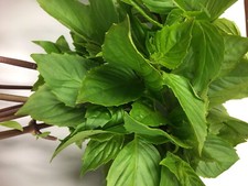 Basil Thai Large Leaf - Grossblättriges Thaibasilikum - 40+ Seeds - F 232